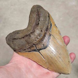 Megalodon Tooth