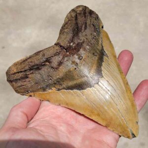 Megalodon Tooth