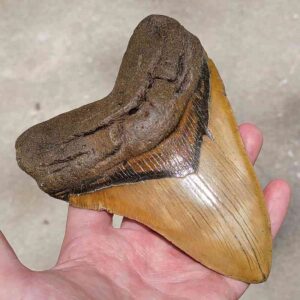 Megalodon Tooth