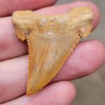 Palaeocarcharodon Tooth