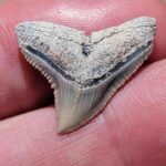 Fossil Dusky Shark Teeth