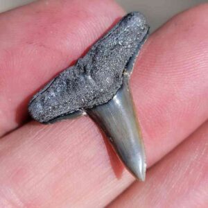 Fossil Lemon Shark Tooth