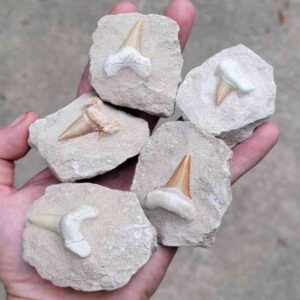 Fossils