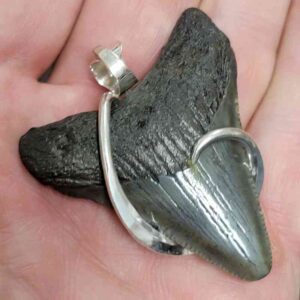 Megalodon Tooth Pendant with a .925 Sterling Silver Hook wrap