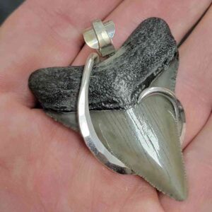 Megalodon Tooth Pendant with a .925 Sterling Silver Hook wrap