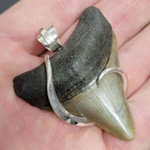 Megalodon Tooth Pendant with a .925 Sterling Silver Hook wrap