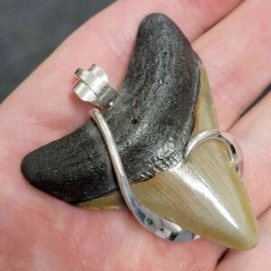 Megalodon Tooth Pendant with a .925 Sterling Silver Hook wrap