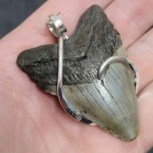 Megalodon Tooth Pendant with a .925 Sterling Silver Hook wrap