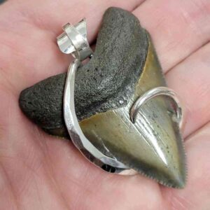 Megalodon Tooth Pendant with a .925 Sterling Silver Hook wrap