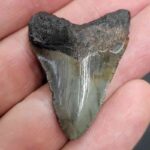 Authentic 1-inch Megalodon tooth fossil, triangular shape with natural coloration