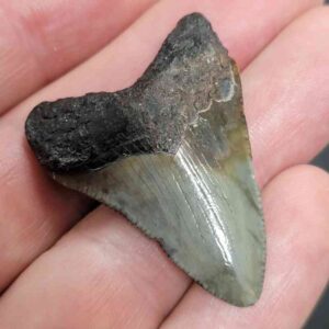 Authentic 1-inch Megalodon tooth fossil, triangular shape with natural coloration