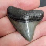 Authentic 1-inch Megalodon tooth fossil, triangular shape with natural coloration