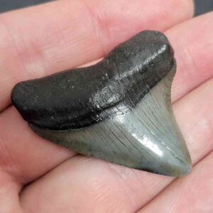 Authentic 1-inch Megalodon tooth fossil, triangular shape with natural coloration