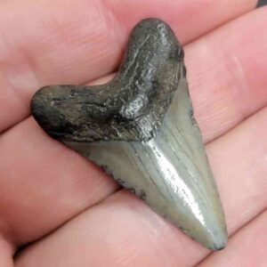 Authentic 1-inch Megalodon tooth fossil, triangular shape with natural coloration