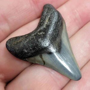 Authentic 1-inch Megalodon tooth fossil, triangular shape with natural coloration