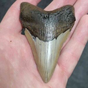 Megalodon Shark Tooth-#59