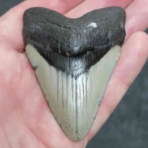 Megalodon Shark Tooth-#85
