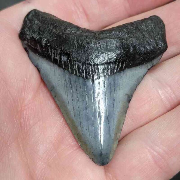 2.25"+ Megalodon Tooth Fossil – Dark Root with Gray Enamel Accent