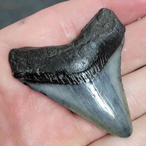 2.25"+ Megalodon Tooth Fossil – Dark Root with Gray Enamel Accent - Image 2