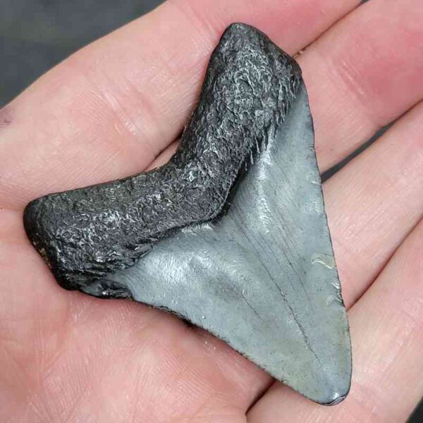 2.25"+ Megalodon Tooth Fossil – Dark Root with Gray Enamel Accent - Image 3