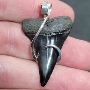 Sterling Silver Hook Wrapped Extinct Great White Tooth Pendant - #6