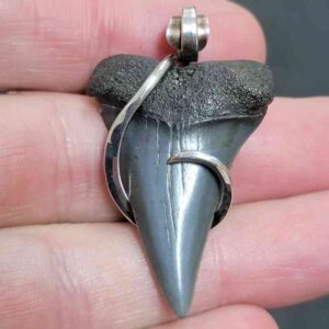 Sterling Silver Hook Wrapped Extinct Great White Tooth Pendant- #9