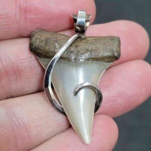Sterling Silver Hook Wrapped Extinct Great White Tooth Pendant - #14
