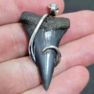 Sterling Silver Hook Wrapped Extinct Great White Tooth Pendant -  #19