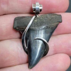 Sterling Silver Hook Wrapped Extinct Great White Tooth Pendant - #22