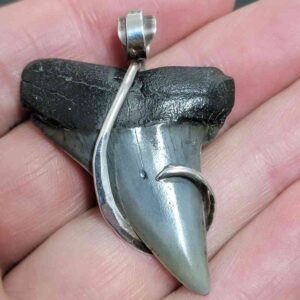 Sterling Silver Hook Wrapped Extinct Great White Tooth Pendant - #24