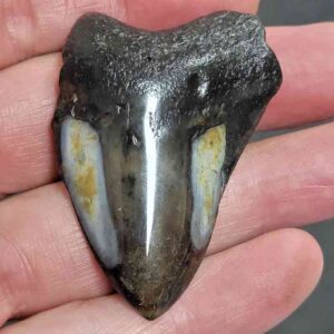Polished Megalodon Shark Tooth - #1
