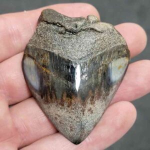 Polished Megalodon Shark Tooth - #10