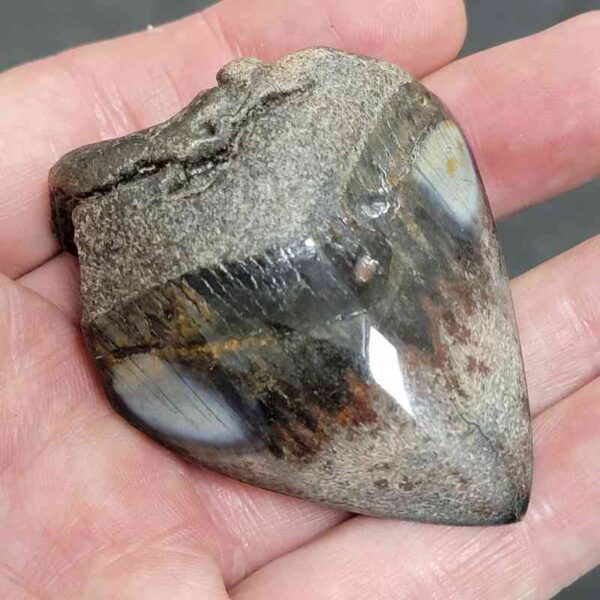 Polished Megalodon Shark Tooth - #10 - Image 2