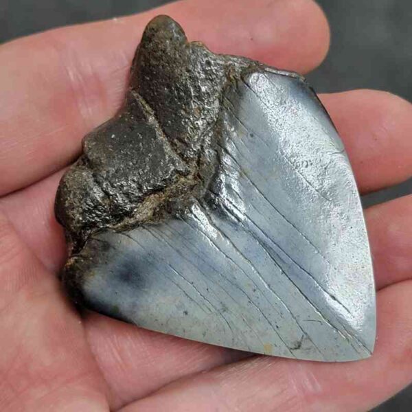 Polished Megalodon Shark Tooth - #10 - Image 3