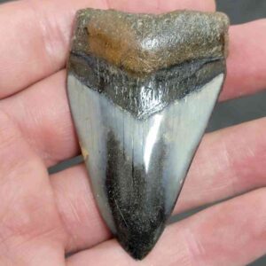 Polished Megalodon Shark Tooth - #11
