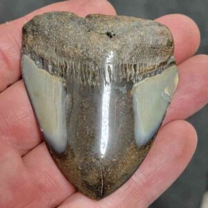 Polished Megalodon Shark Tooth - #12