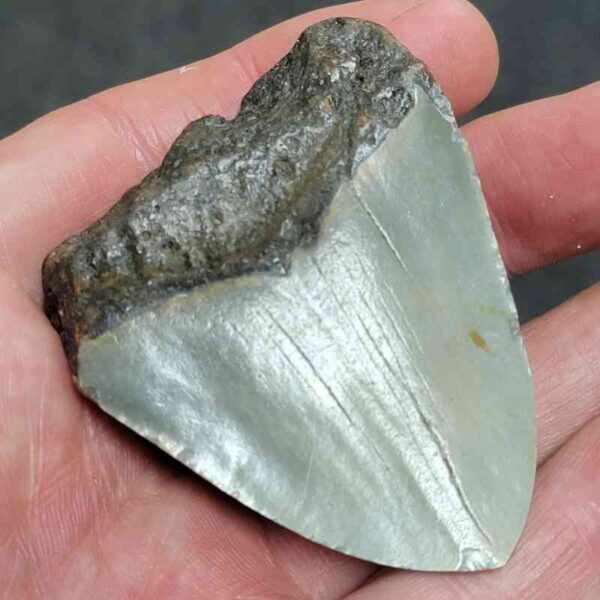 Polished Megalodon Shark Tooth - #12 - Image 3