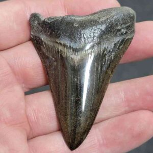 Polished Megalodon Shark Tooth - #13