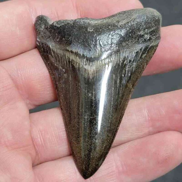 Polished Megalodon Shark Tooth - #13