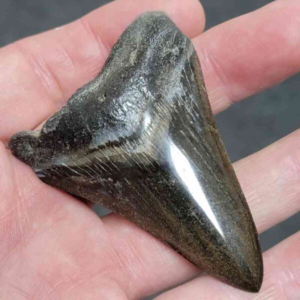 Polished Megalodon Shark Tooth - #13 - Image 2