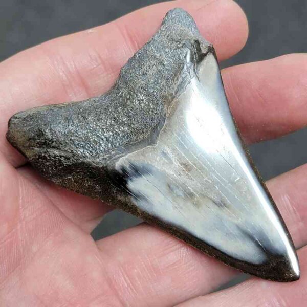 Polished Megalodon Shark Tooth - #13 - Image 3