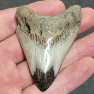 Polished Megalodon Shark Tooth - #14