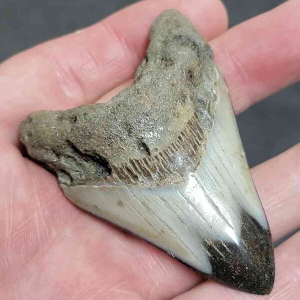 Polished Megalodon Shark Tooth - #14 - Image 2