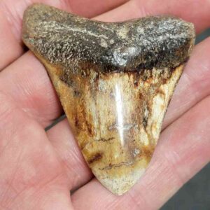 Polished Megalodon Shark Tooth - #15