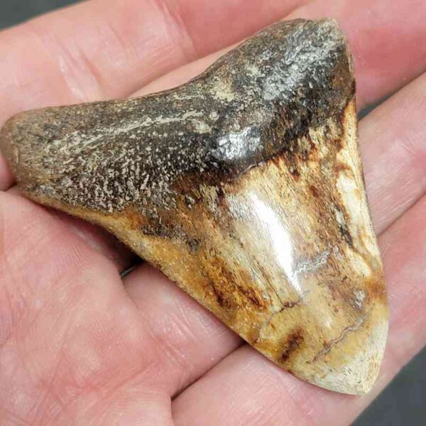 Polished Megalodon Shark Tooth - #15 - Image 2