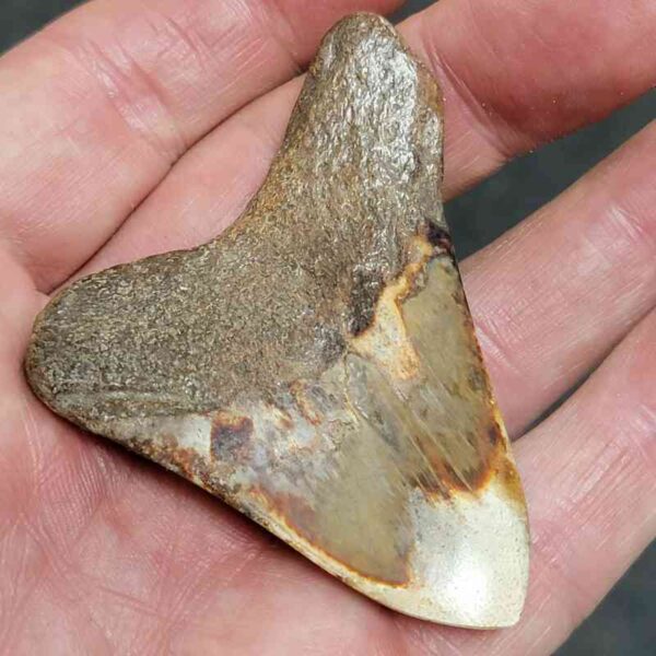 Polished Megalodon Shark Tooth - #15 - Image 3