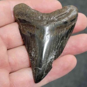 Polished Megalodon Shark Tooth - #16