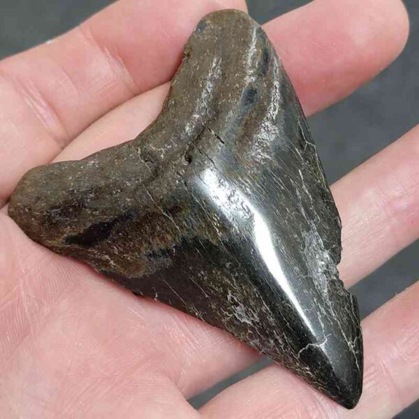 Polished Megalodon Shark Tooth - #16 - Image 2
