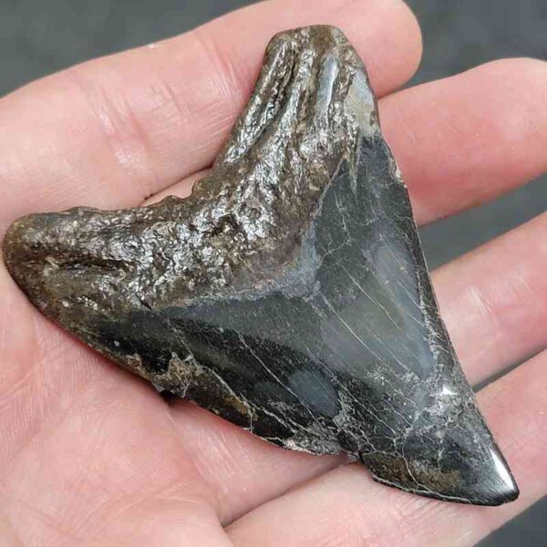 Polished Megalodon Shark Tooth - #16 - Image 3