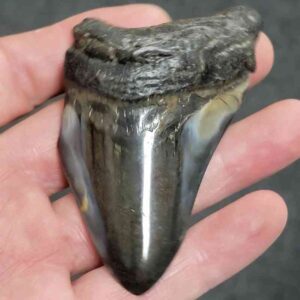 Polished Megalodon Shark Tooth - #17